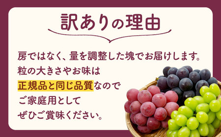 【訳あり】こば農園 種なし ぶどう 2種食べ比べセット 約600g （ シャインマスカット ＆amp; 巨峰 or ブラックビート）【合同会社 こば農園】[ZFO004]