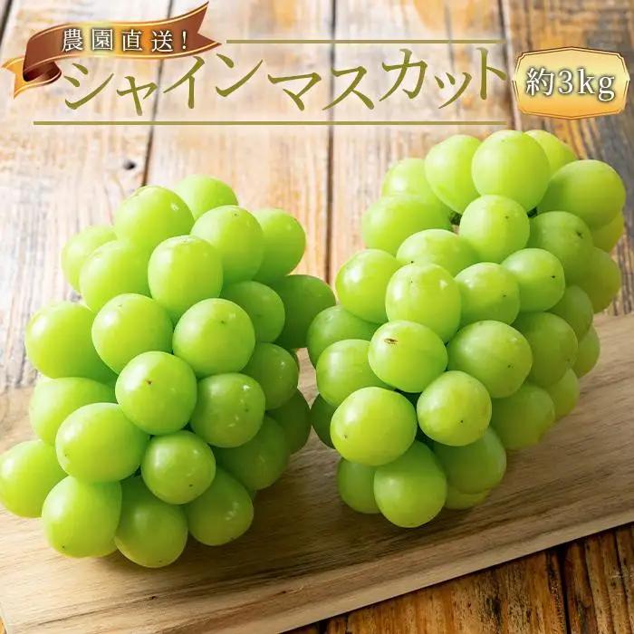 農家直送 朝採り シャインマスカット 約3kg ［2026年・先行予約］