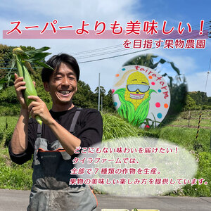 とうもろこし もぎたて ドルチェドリーム 約 4kg 12本~14本 トウモロコシ コーン 美味しい おいしい 茹でとうもろこし 焼きとうもろこし スープ 野菜 やさい バーベキュー BBQ 産地直送