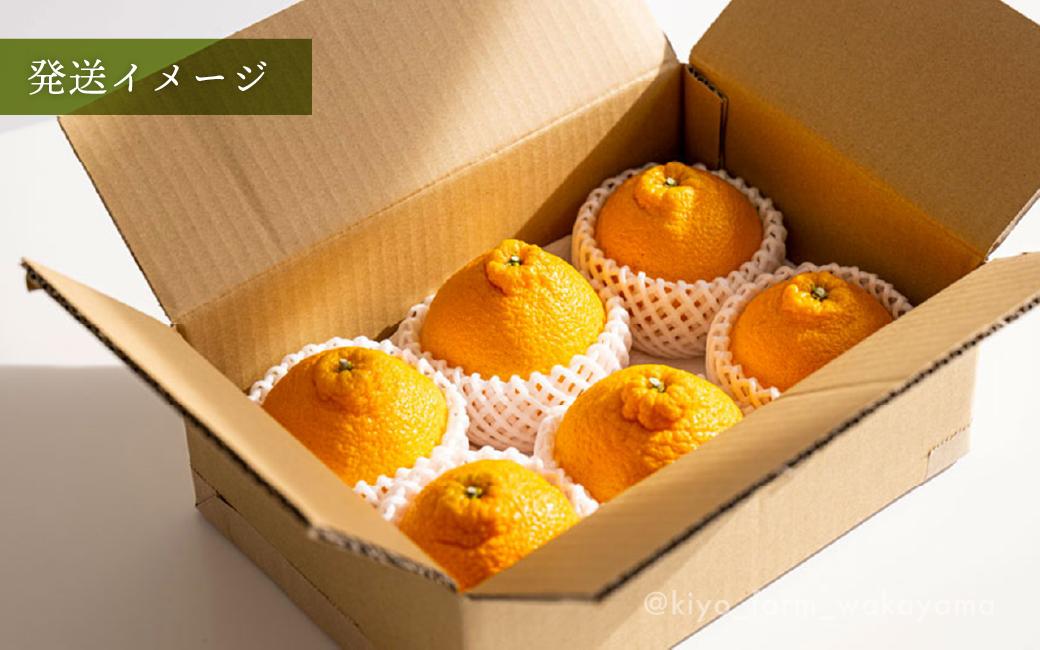 不知火 希少な樹上完熟！ 秀品大玉 6個入 (約2kg)　【先行予約 2025年2月下旬頃から発送】【KT2】