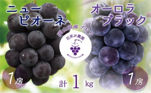 ＜2026年先行受付＞岡山　花笑み農園の『ニューピオーネ&オーロラブラック』1kg(2房)　PA-1_ニューピオーネ オーロラブラック 食べ比べ 1kg 2房 ぶどう フルーツ 果物 送料無料 岡山県 津山市【1627767】