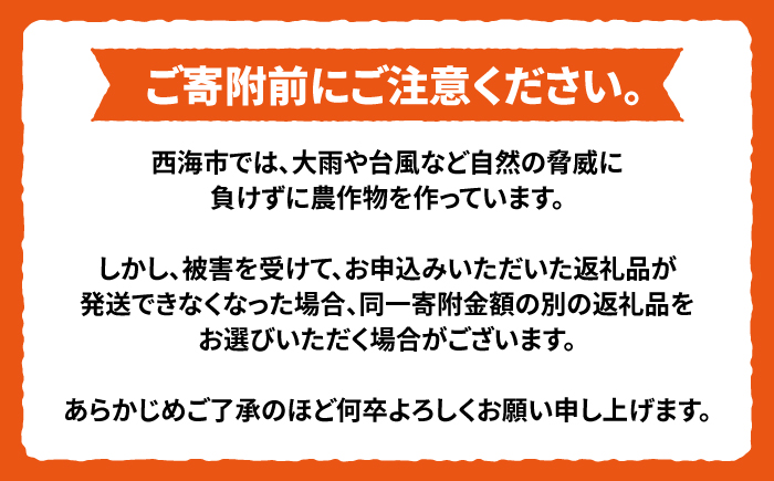 【12月上旬より配送】【秀】石地みかん 約8kg（傷み保証分300g含む）＜川添みかん園＞ [CCT007]