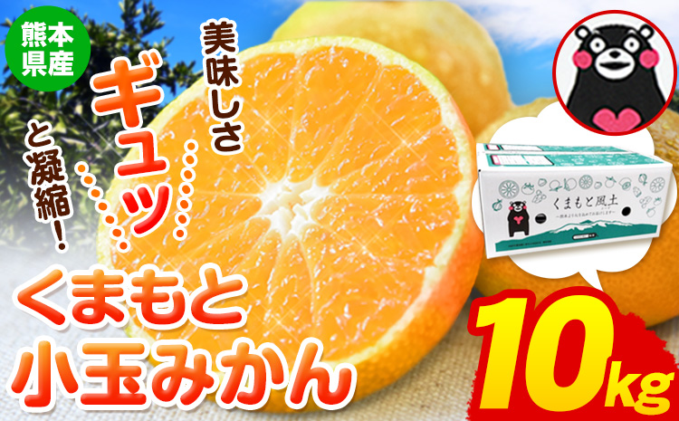 訳あり みかん くまもと小玉みかん 10kg (10kg×1箱)  フルーツ 柑橘 小玉 《2025年10月中旬-12月末頃出荷》---fn_nkomikan_bc1012_r7_10000_10kg---