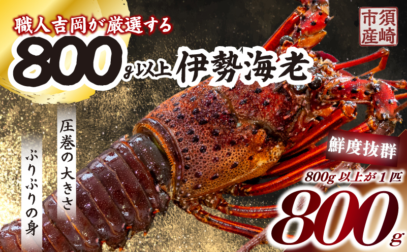 【伊勢海老】 超特大伊勢海老 1匹 1尾(800g以上)