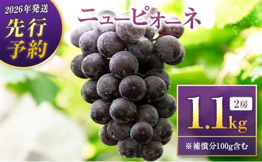 
                  ＜2026年発送＞先行予約 ニューピオーネ1.0kg+100g補償付き（2房入り）人気 ブドウ フルーツ 果物【B683】
                