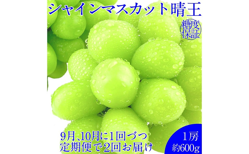 
            晴王 シャインマスカット晴王 1房 約600g 【先行予約：2026年9月上旬～10月下旬発送予定2回定期便】 岡山県産 種無し 皮ごと食べる みずみずしい 甘い フレッシュ 糖度保証 クール発送 瀬戸内 晴れの国 おかやま 果物大国 満天フルーツ 定期便 冷蔵 岡山県 倉敷市
          