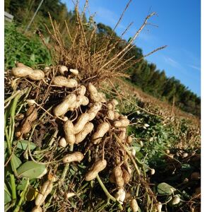 佐倉市産煎り莢落花生 180g×3袋 ～種まきから焙煎まで～【1599085】