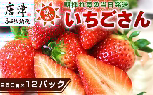 
            『先行予約』【令和8年4月より順次発送】唐津産 いちごさん 約250g×12パック(合計約3kg) 濃厚いちご 苺 イチゴ 果物 フルーツ
          