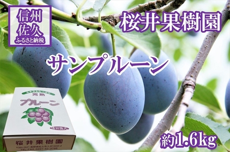 長野県産プルーン『サンプルーン』 家庭用 約1.6kg（400g×4）〈2025年9月出荷／北海島・沖縄・離島は配送不可〉信州 果物 旬彩 先行予約 期間限定 国産 【 フルーツ 長野県 佐久市 】