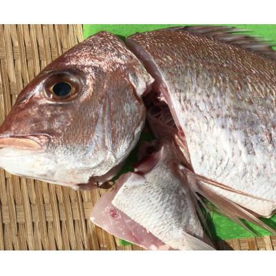 ふるさと納税 八幡浜市 竹中水産の八幡浜発!「天然真鯛(下処理済み)を味わうセット」【C22-275】
