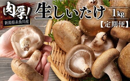 【定期便】【期間限定】 生しいたけ   肉厚1kg(約18~24個)×3ヶ月お届け 計3kg ジャンボ手のひらサイズ 焼山しいたけ園 農園直送 新鮮 椎茸 シイタケ お取り寄せ グルメ 国産 糸魚川 新潟県
