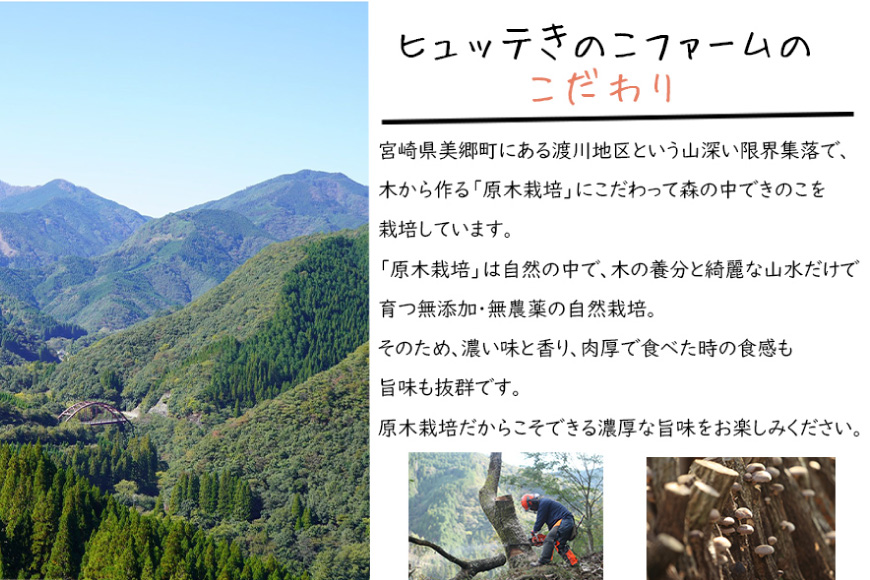 しいたけ 原木 肉厚 スライス 干し 椎茸 20g [HUTTE 宮崎県 美郷町 31ao0022] 巻き寿司 恵方巻 乾燥 シイタケ 乾燥しいたけ お節
