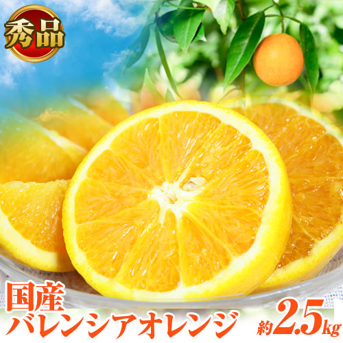 【秀品】【先行予約】希少な国産バレンシアオレンジ 2.5kg 株式会社 魚鶴商店《2026年6月下旬-7月上旬頃出荷》和歌山県 日高町