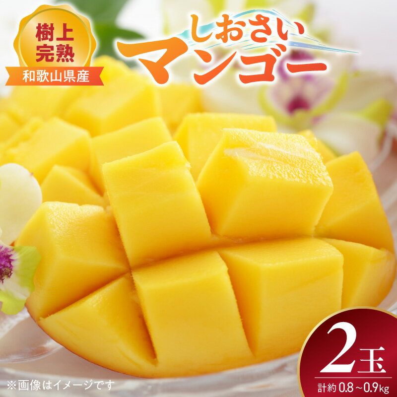 【ふるさと納税】【2026年先行予約】 樹上完熟 しおさいマンゴー 2玉 和歌山県産 国産 よしの香 大玉 糖度18度 以上 高糖度 甘い 温室 完熟 マンゴー フルーツ デザート 農産物 食品 食べ物 期間限定 常温 お取り寄せ 和歌山県 湯浅町 送料無料