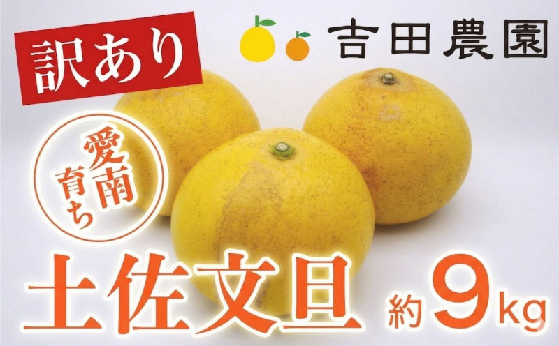 【ふるさと納税】 数量限定 訳あり 土佐文旦 9kg 10000円 みかん 文旦 ぶんたん 国産 家庭用 産地直送 農家直送 期間限定 ビタミン 特産品 人気 限定 さわやか 甘い フルーツ 果物 果実 ジュース 人気 限定 先行 予約 事前 受付 愛南町 愛媛県 吉田農園