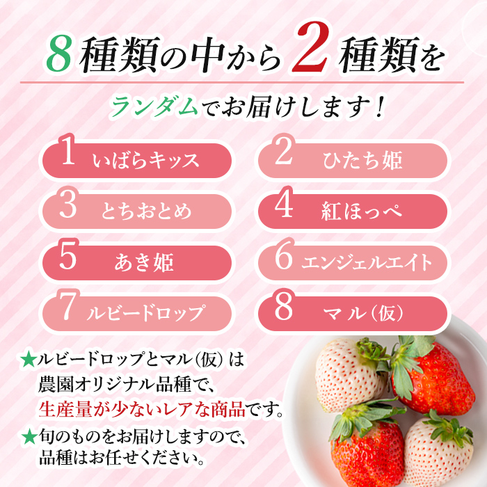 ＜先行予約受付中！2027年1月中旬以降順次発送予定＞ 大粒いちごセット 280g×2パック イチゴ 苺フルーツ 果物 くだもの デザート 期間限定 先行予約 【つづく農園】【ho1573】