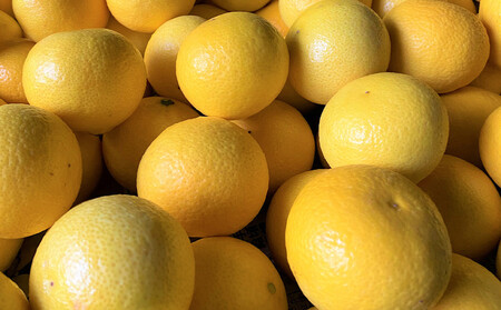 【希少フルーツ】熟成・湘南ゴールド(L・Mサイズ)2kg　2026年3月上旬～3月中旬頃発送予定 | 湯河原町  中玉 Lサイズ Mサイズ 2kg 熟成 濃厚 地域特産品 柑橘類