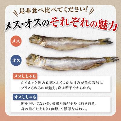 ふるさと納税 白糠町 しらぬか産 本ししゃも 【訳あり】中オス10尾・中メス20尾 |  | 02