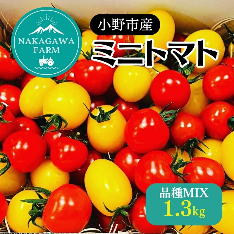 【ふるさと納税】ミニトマト 品種 MIX 1.3kg[ トマト 有機質肥料 ] 野菜 食材 国産 国産野菜 緑黄色野菜 サラダ 付け合わせ 　お届け：収穫出来次第、順次発送