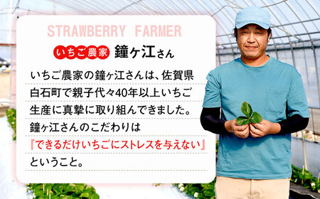 【全4回定期便】さがほのか 220g×2パック×4回 / 佐賀県 / 鐘ヶ江農園 [41ASBK004]