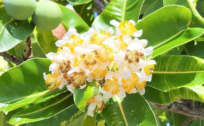 Natural Essence TAMANU タマヌオイルインミルク 乳液 50ml エイジングケア スキンケア 保湿 化粧品 美容液 沖縄市 / 株式会社すまエコ [BCBJ007]