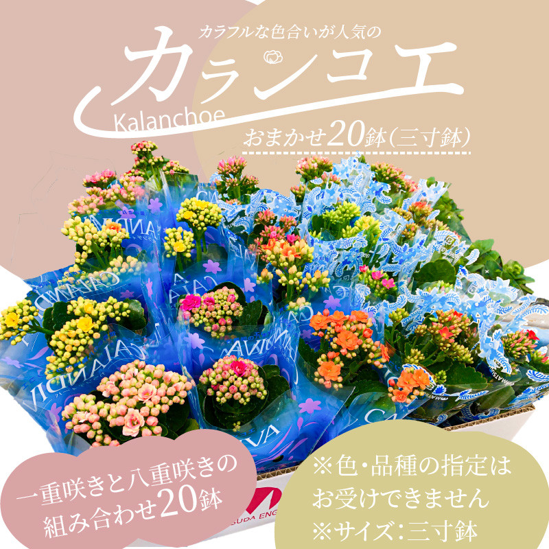 
            【ふるさと納税】カラフルな色合いが人気の「カランコエ」おまかせ20鉢（三寸鉢）
          