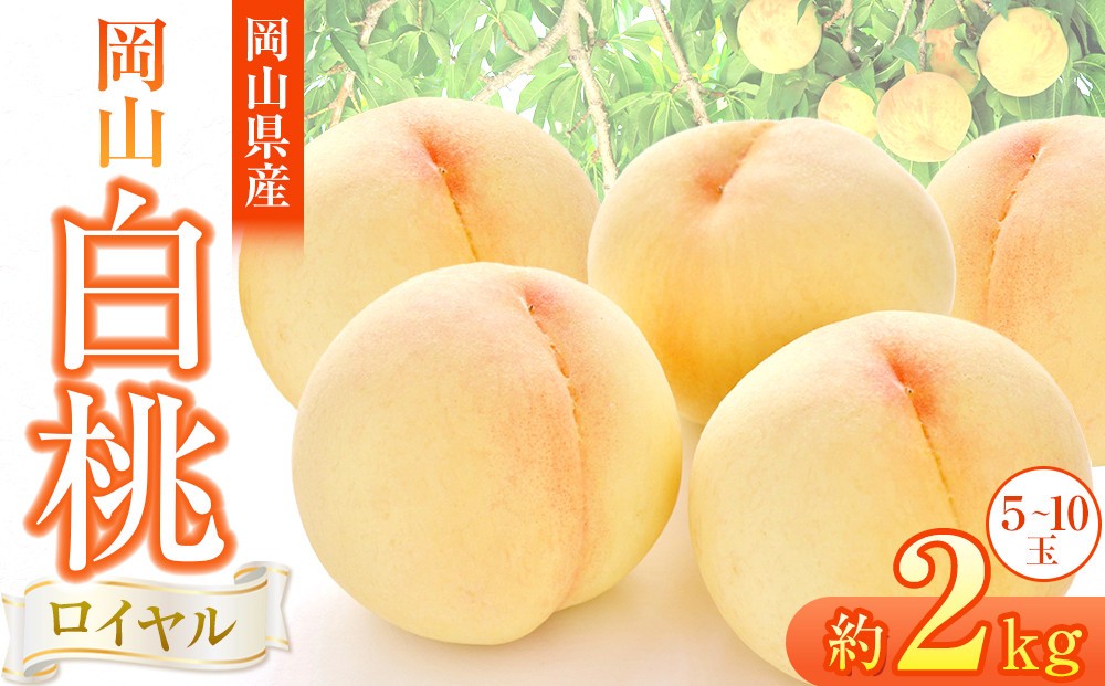 
                  岡山県産 桃 岡山白桃 2026年 ロイヤル 約2kg（5～10玉）【白桃 桃 もも 果物 フルーツ 新鮮 岡山県産 おすすめ 人気 ギフト 岡山県 岡山市】
                