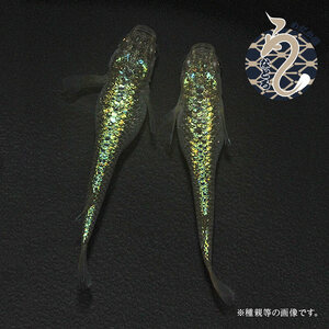 メダカ「クレパトシアン」1ペア