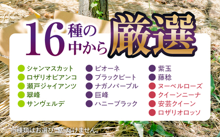 【先行予約・26年8月以降発送】シャインマスカット おまかせ食べ比べセット3〜4種(各1房) ブドウ 葡萄[ARDO001]