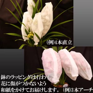 洋ラン シンビジウム (3本立て) アーチタイプ 草場農園 蘭 花 お花 ※配送不可：北海道