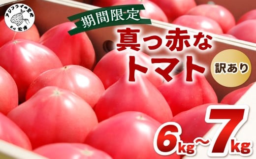 
                  期間限定　真っ赤なトマトわけあり大容量6kg～7kg( トマト とまと ジューシー リコピン 期間限定 松浦市 松浦産 訳あり ふぞろい 産地直送 )【A9-014】
                