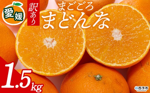 先行予約＜訳あり 愛媛県産 まごころまどんな 合計約1.5kg＞ 『2026年11月以降順次出荷予定』ご家庭用 ご自宅用 紅まどんな マドンナ お試し わけあり 果物 柑橘 フルーツ 高級 国産 濃厚 果汁 産地直送 ミヤモトオレンジガーデン 愛媛県 西予市【常温】