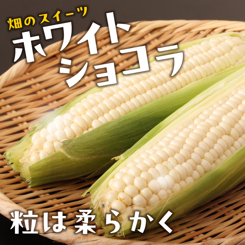 《先行受付》朝採りホワイトショコラ約5kg・A品L～3L・11～15本程度 【2026年7月下旬頃～発送予定】【山形とうもろこし・大江町産・明石農園】
