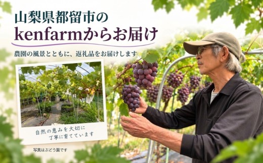 【2027年先行予約】山梨県都留市産 BKシードレス 約1.2kg（2～3房）| ぶどう 種なし ぶどう 山梨 ぶどう  大粒  ブドウ  びーけーしーどれす