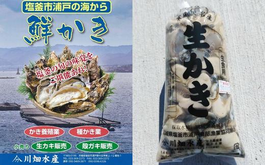 【浦戸 寒風沢島】生牡蠣500g～1kg（加熱用）