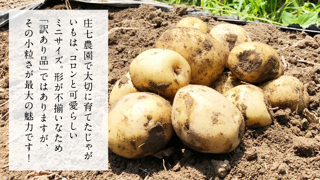 【訳あり】ミニ ジャガイモ ( キタアカリ )  3kg 5kg 10kg 田んぼで作ったころころジャガイモ 新じゃが じゃがいも ジャガイモ 北あかり 芋 大容量 家庭用 小粒 野菜 根菜 産地直送 新鮮 5000円 6000円 8000円 [BK48-NT]