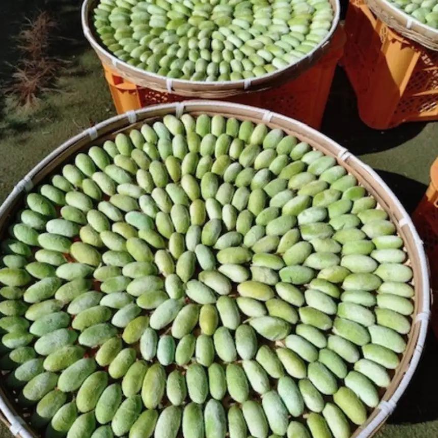 野生のシルク 繊維のダイヤモンド 天蚕糸のアクセサリー 【 糸かけイヤリング 】