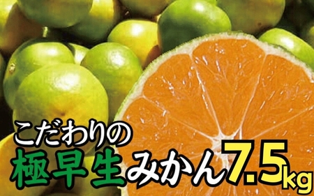 【2024年秋頃発送予約分】【農家直送】こだわりの極早生みかん 約7.5kg 【数量限定】 有機質肥料100% サイズ混合 ※2024年9月下旬より順次発送予定（お届け日指定不可）【nuk136B】