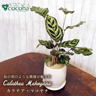 ふるさと納税 糸島市 葉模様が独特で美しい『カラテア・マコヤナ』糸島市/cocoha[AWB023]
