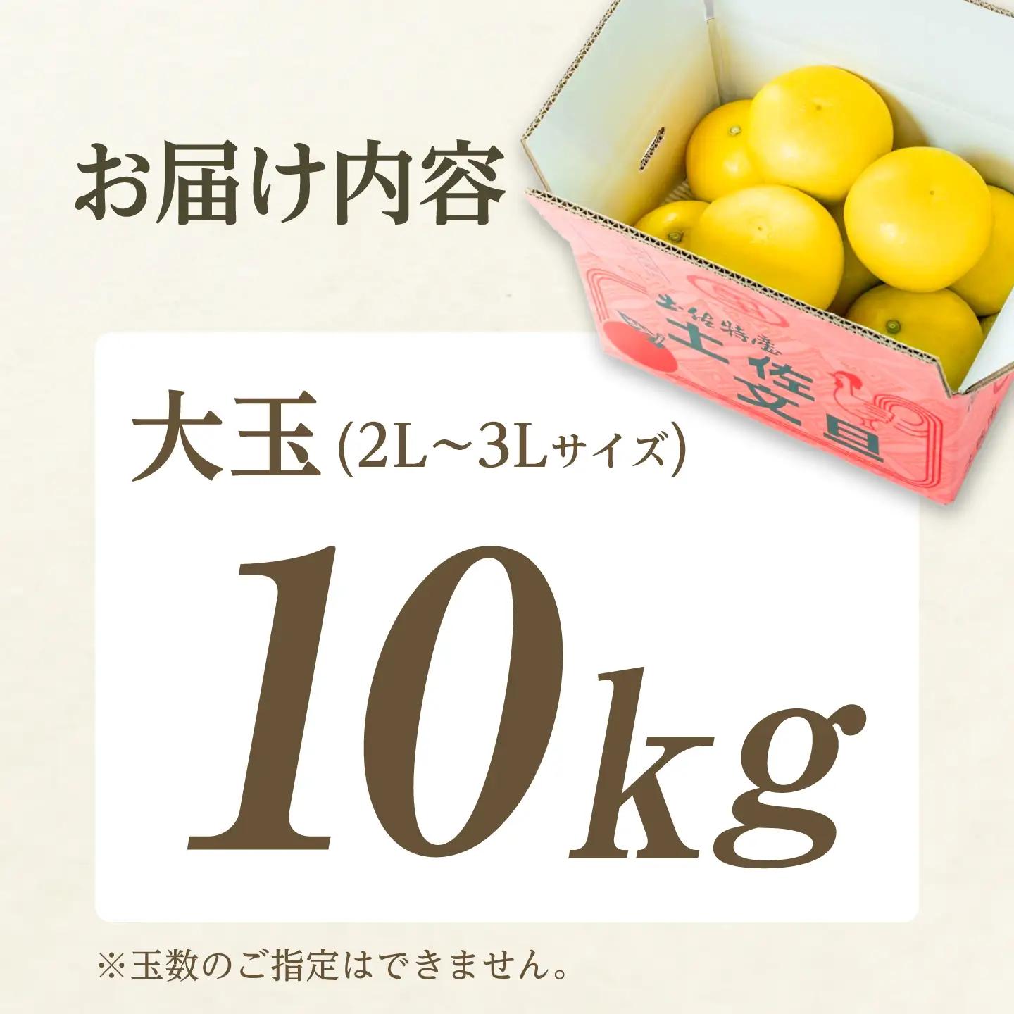 【先行予約】土佐文旦 大玉 10kg（3L-2L）文旦[BQAC003]