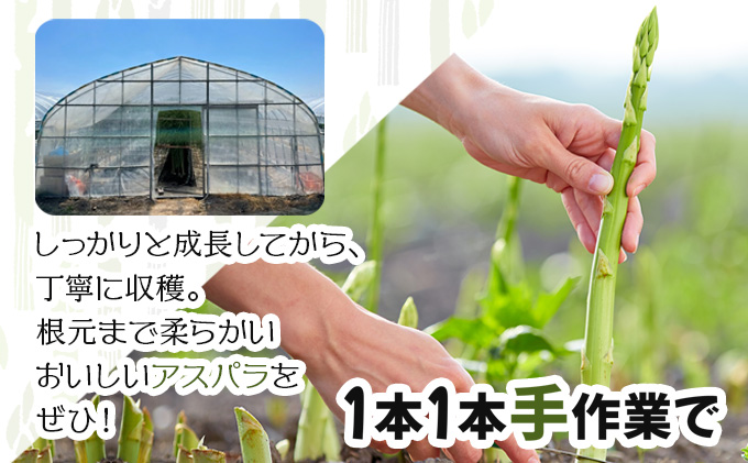 【先行予約／令和8年産】北海道岩見沢産　夏グリーンアスパラ　L〜2Lサイズ 1kg【41104】