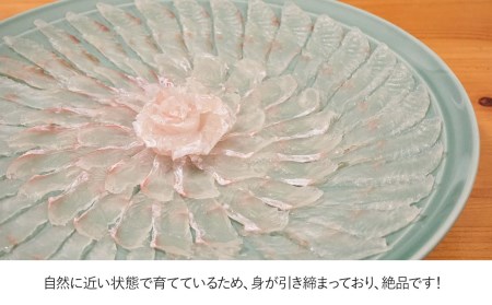 箱入り宗麟ひらめ 1尾 ヒラメ 平目 鮃 刺身 刺し身 生魚 新鮮 大分県産 九州産 津久見市 国産【tsu002601】