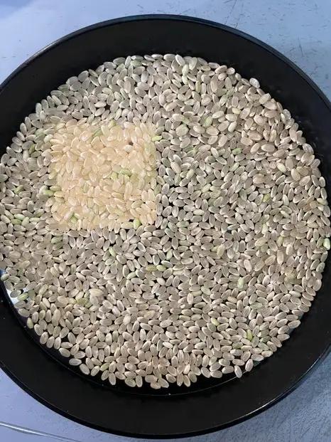 令和8年度産 新米 こしひかり 5kg こめ お米 白米 ご飯 備蓄 国産 さぬきの米 たべてんまい