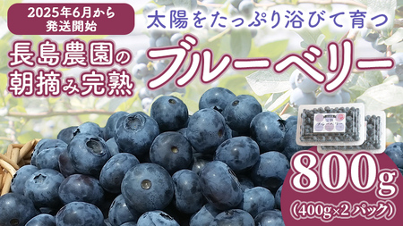 ブルーベリー 800g ( 400g × 2パック ) 【2025年6月から発送開始】 国産 茨城県産 ベリー フルーツ 果物 くだもの 自家製栽培[AK003sa]