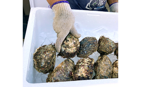 【先行予約】上越産天然岩ガキ　中サイズ（約220～250g）10～11個 海産物　2025年7月中旬以降順次発送