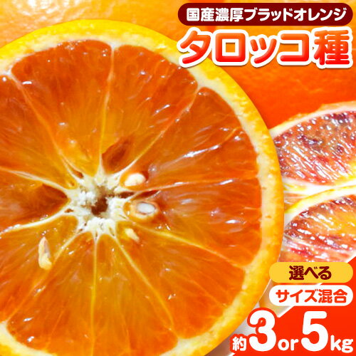 【ふるさと納税】【希少・高級柑橘】国産濃厚ブラッドオレンジ タロッコ種 選べる内容量 約3kg または 約5kg 厳選館《2027年4月上旬-5月中旬頃出荷》 和歌山県 日高町 みかん 柑橘 フルーツ オレンジ