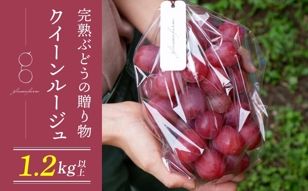
            【先行受付2026年発送】完熟ぶどうの贈り物（クイーンルージュ(R) 1.2kg以上（2～3房））｜glasses farm ※2026年9月下旬～10月中旬頃発送予定
          