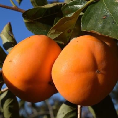 ふるさと納税 日高川町 【秋の味覚】和歌山産たねなし柿約2kg 化粧箱入り(2L〜4Lサイズ)【日高川町】2026年度発送 |  | 02