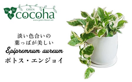 もっとも美しいポトスの進化型『 ポトス ・ エンジョイ 』 糸島市 / cocoha 観葉植物 [AWB028] 観葉植物 グリーン 緑 インテリア 雑貨 暮らし 植物 室内 おしゃれ ギフト