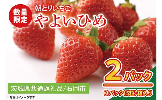 
										
										【先行予約】【数量限定】【朝どり】いちご やよいひめ2パック 2025年２月以降順次発送【茨城県共通返礼品／石岡市】【果物 くだもの フルーツ 苺 イチゴ 完熟 甘い 農家直送】（KU-2）
									